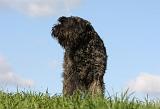 BOUVIER DES FLANDRES 332